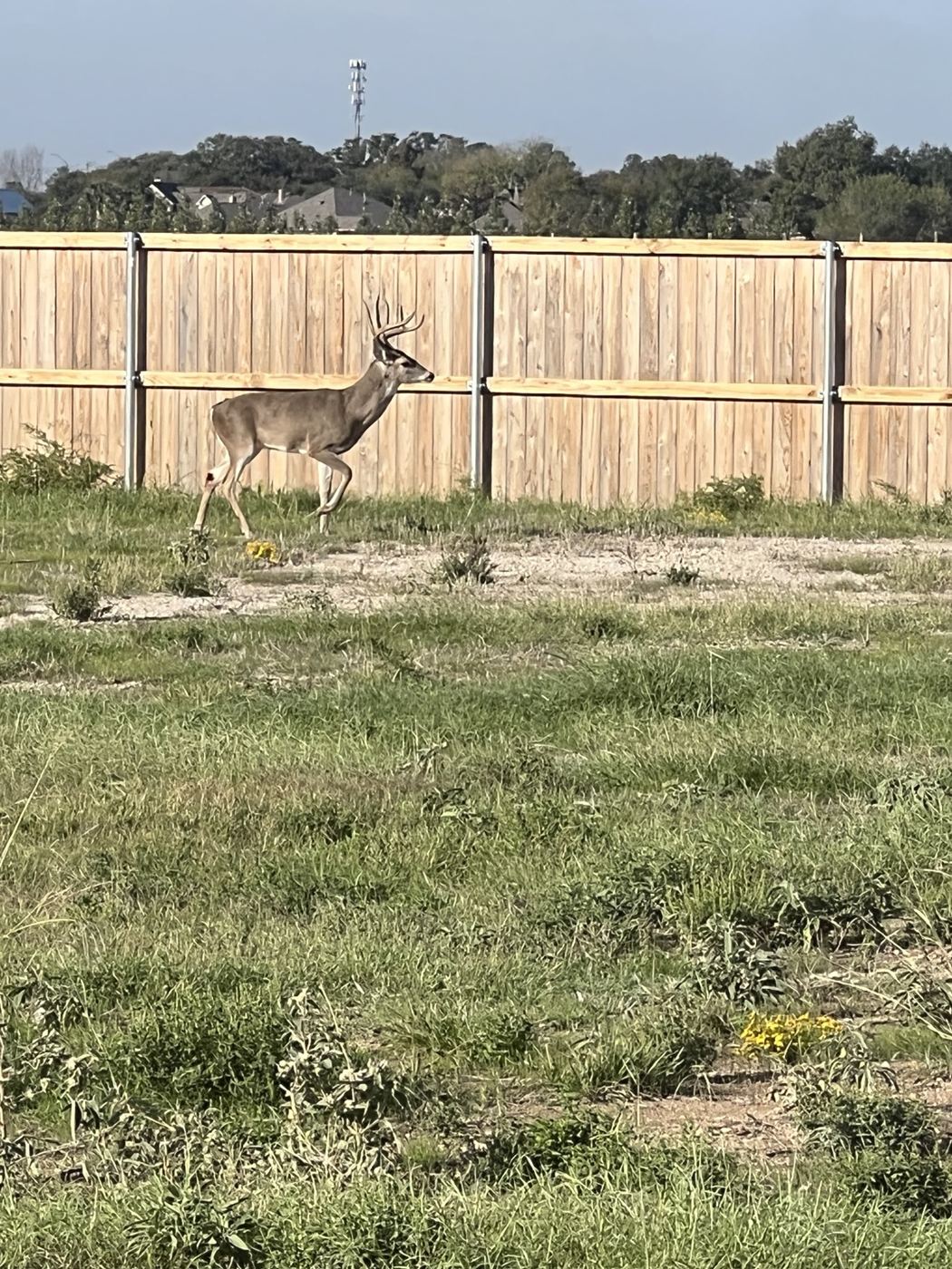Deer walking past a completed wood privacy fence line